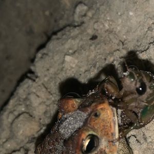 Meet your Posher, Noah